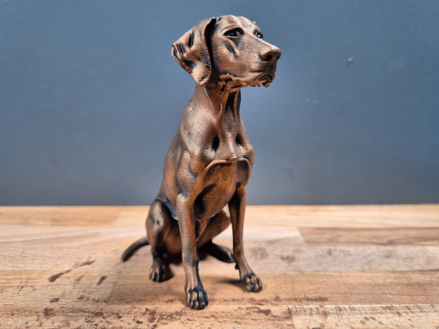 Korthårig hönahund - Hundfigur