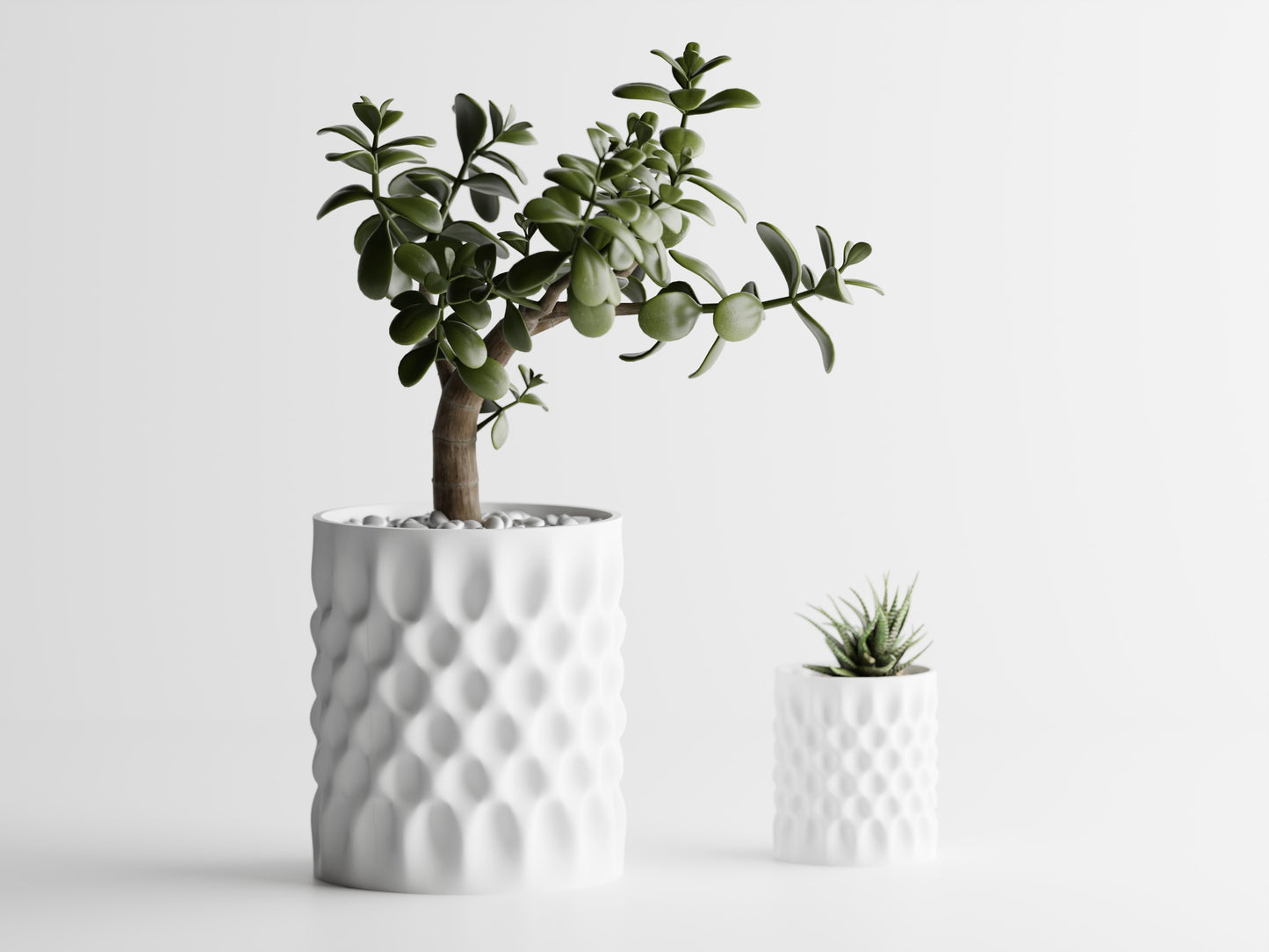 Dent Straight Blomkruka