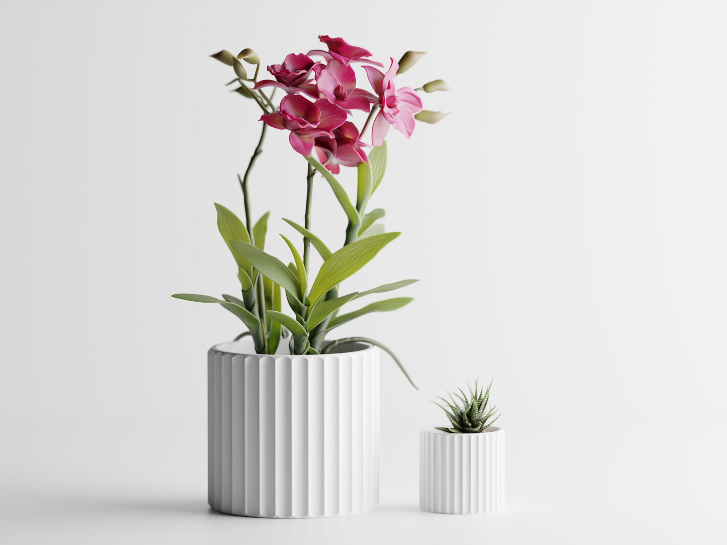 Muris Blomkruka