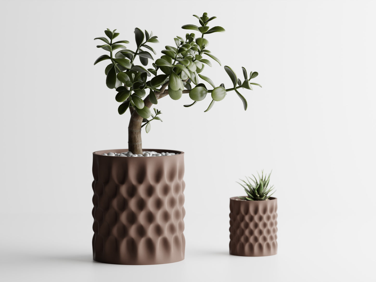 Dent Straight Blomkruka