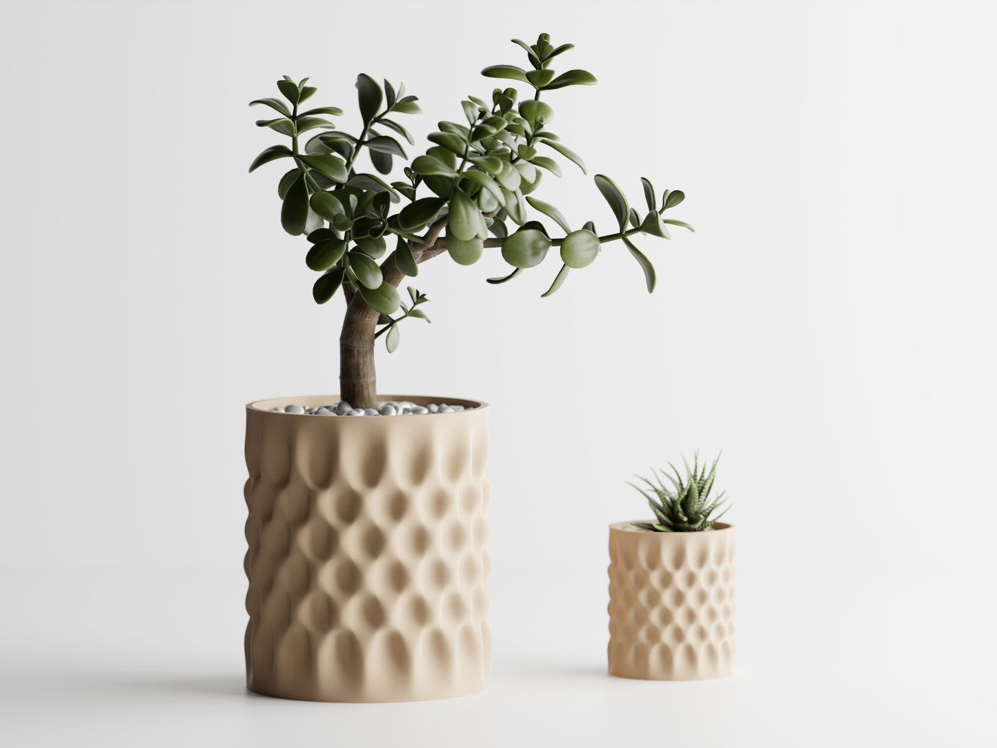 Dent Straight Blomkruka