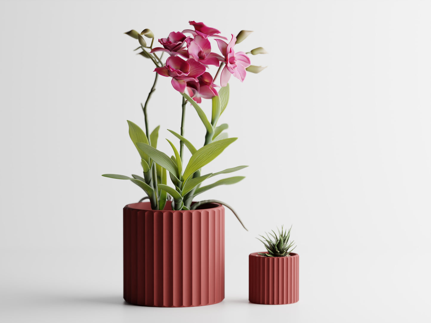 Muris Blomkruka