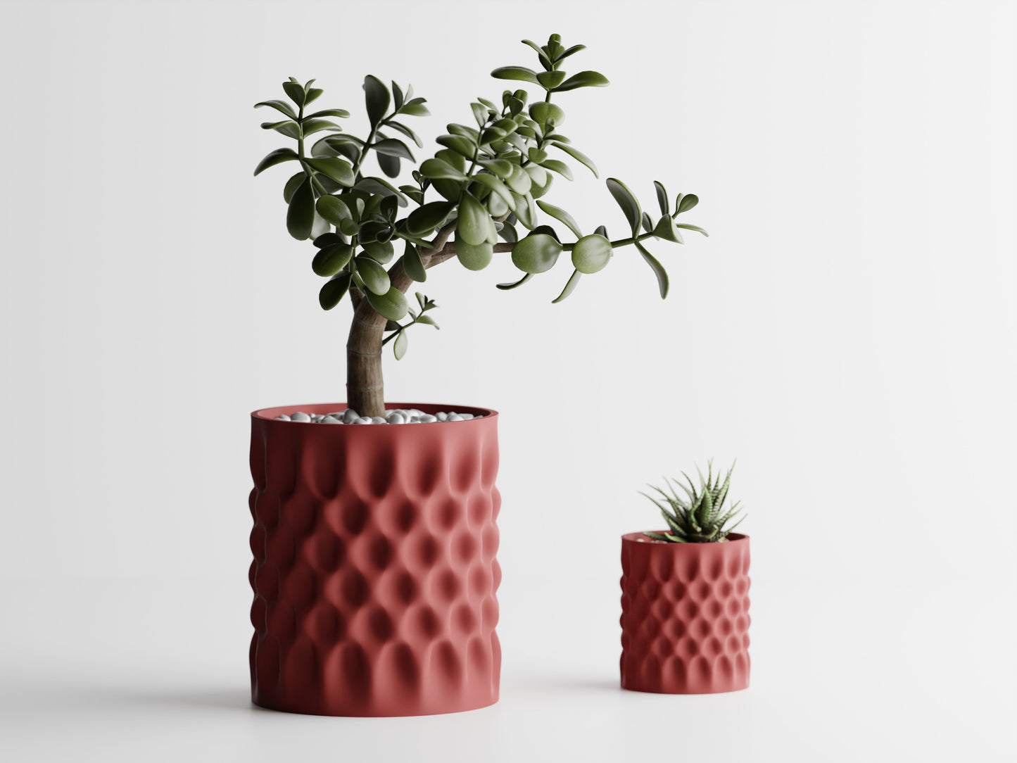 Dent Straight Blomkruka