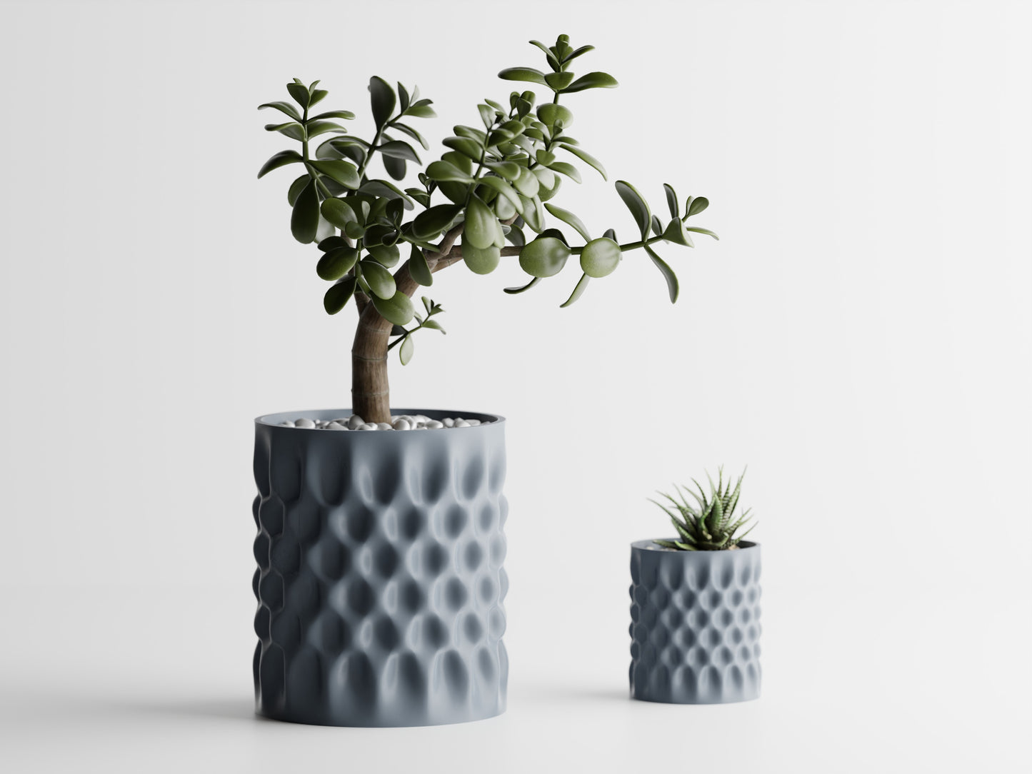 Dent Straight Blomkruka